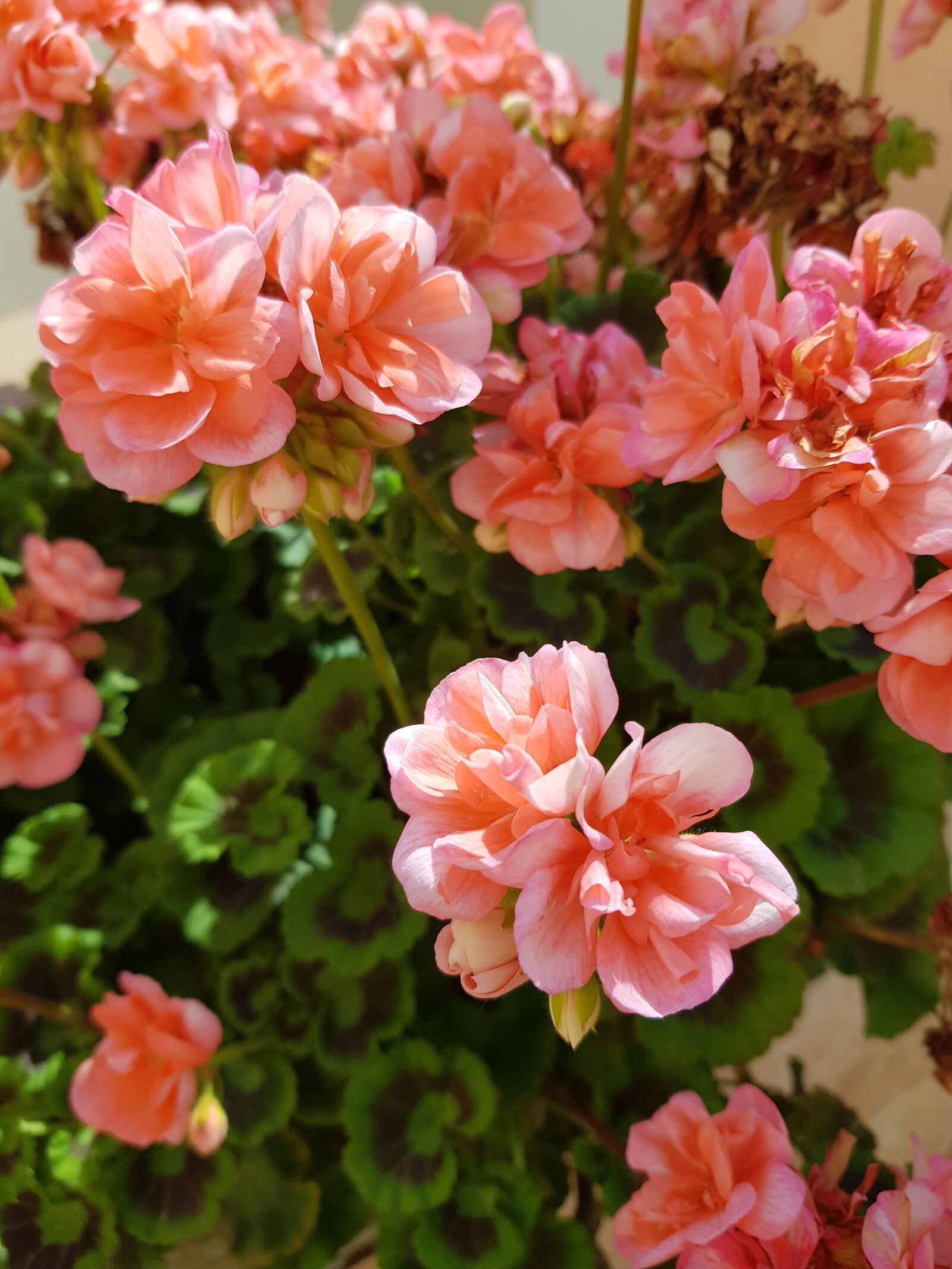 Samsung Galaxy S8+ sample photo. Flowers, roses, nature photography