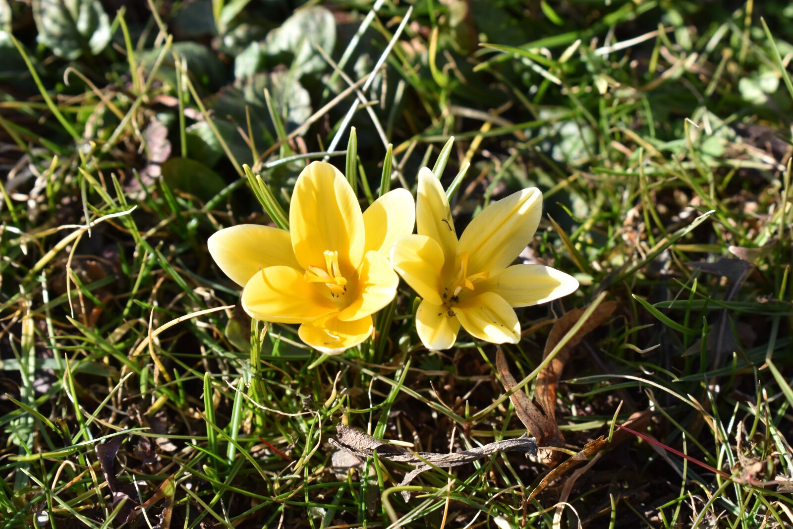 Nikon D3400 sample photo. Crocus, spring, nature photography