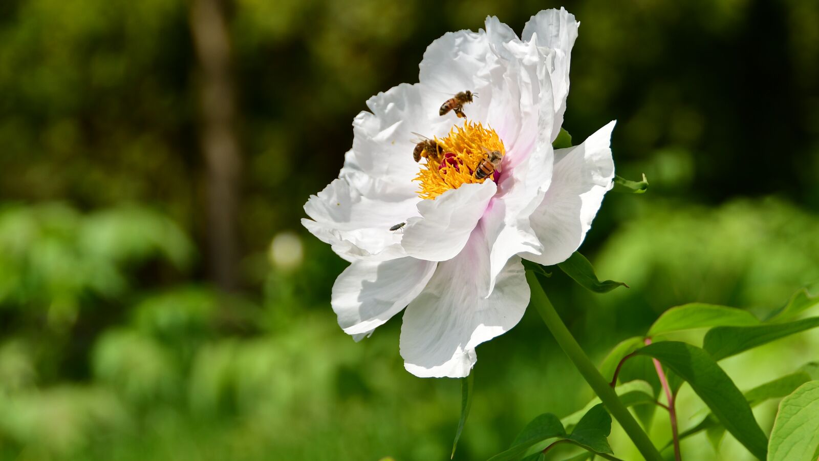 Nikon D7500 sample photo. Flower, plant, aroma photography