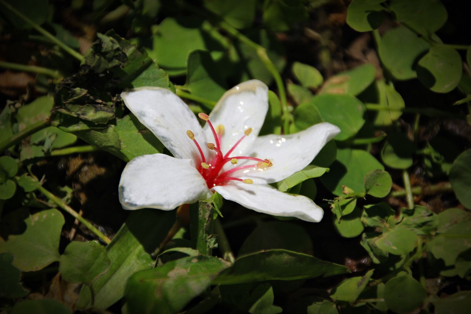 Canon EOS 600D (Rebel EOS T3i / EOS Kiss X5) sample photo. Aegiceras, tung flowers, white photography