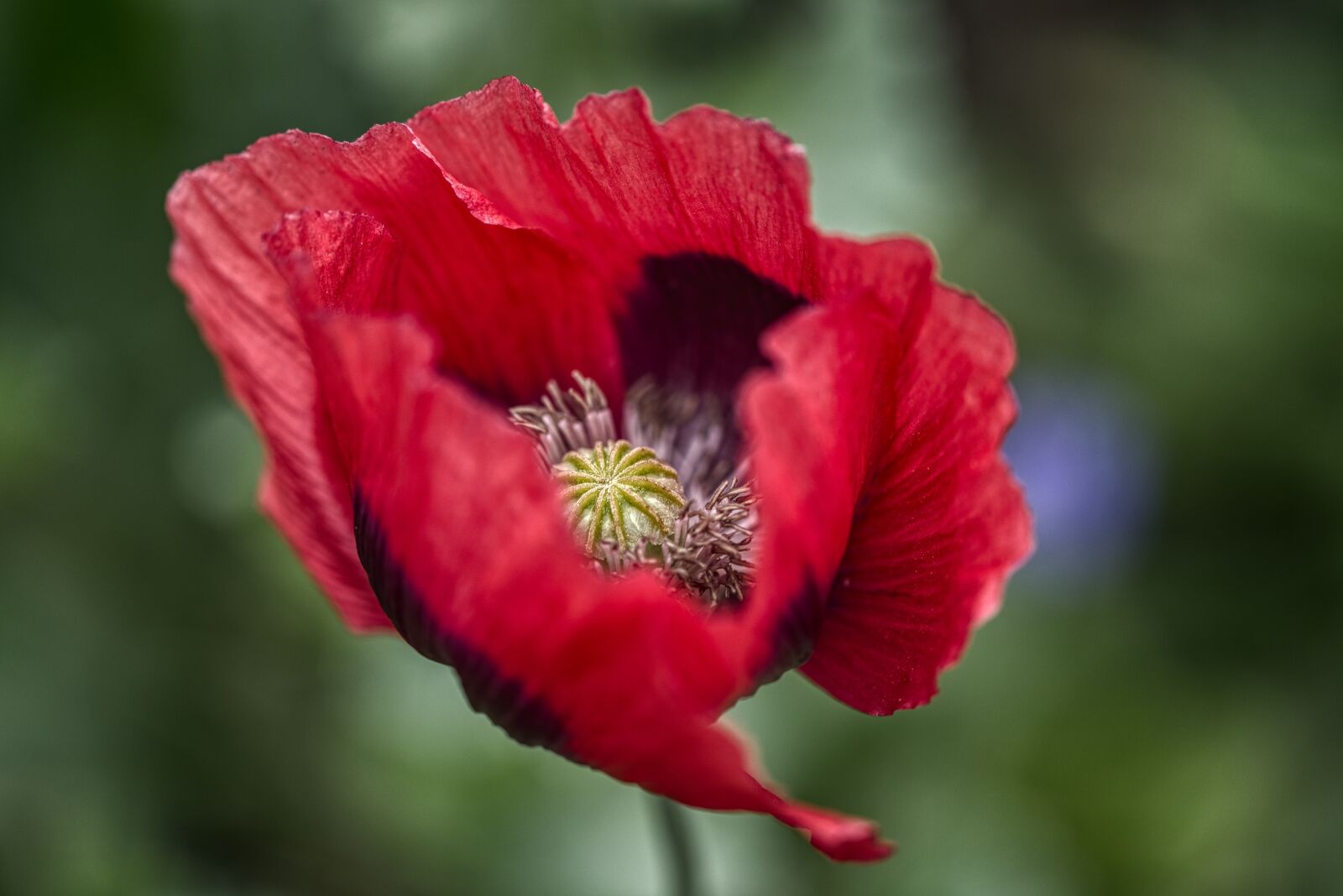 Nikon D750 sample photo. Poppy, klatschmohn, klatschrose photography