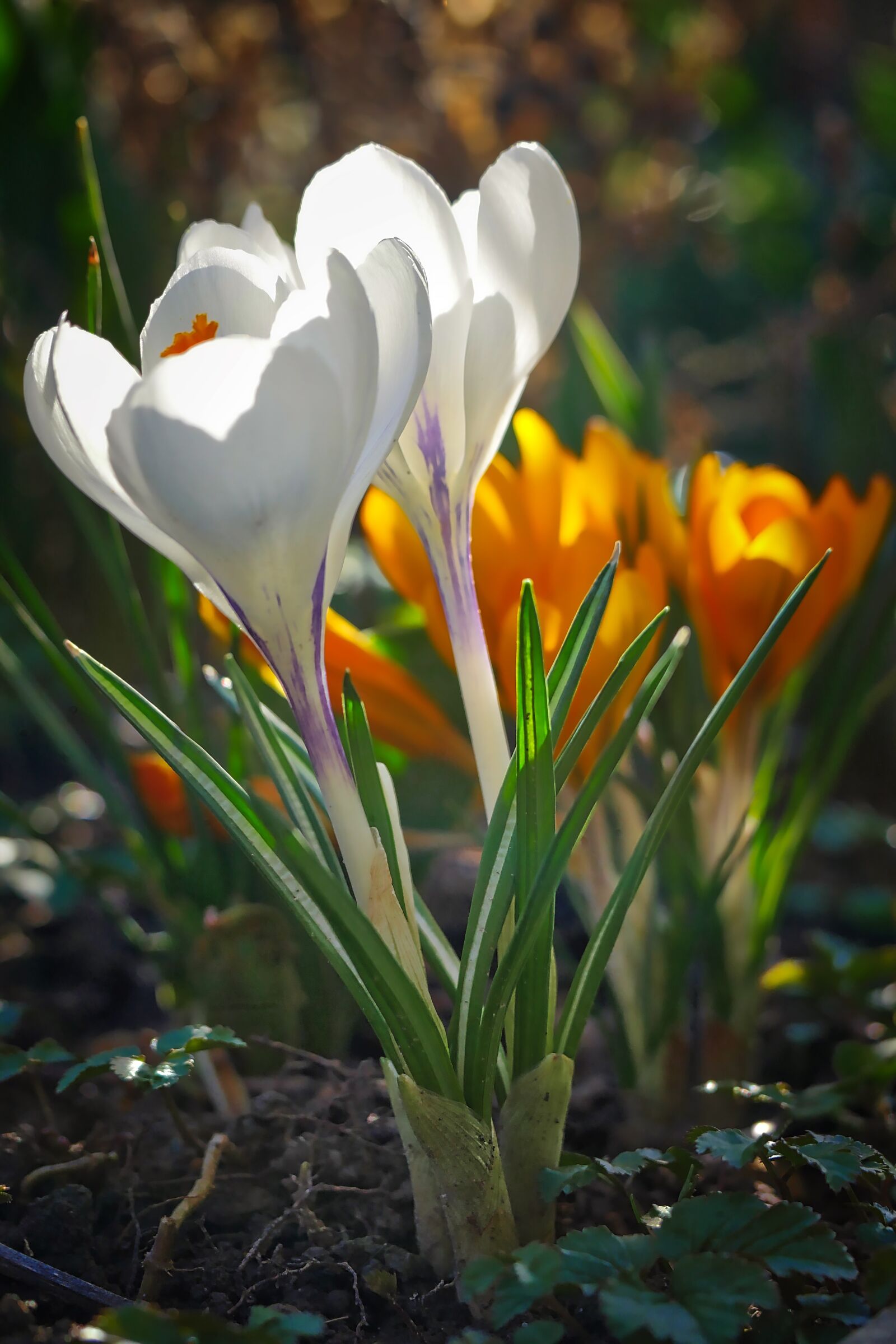 Panasonic Lumix DMC-GX8 sample photo. Nature, flower, plant photography