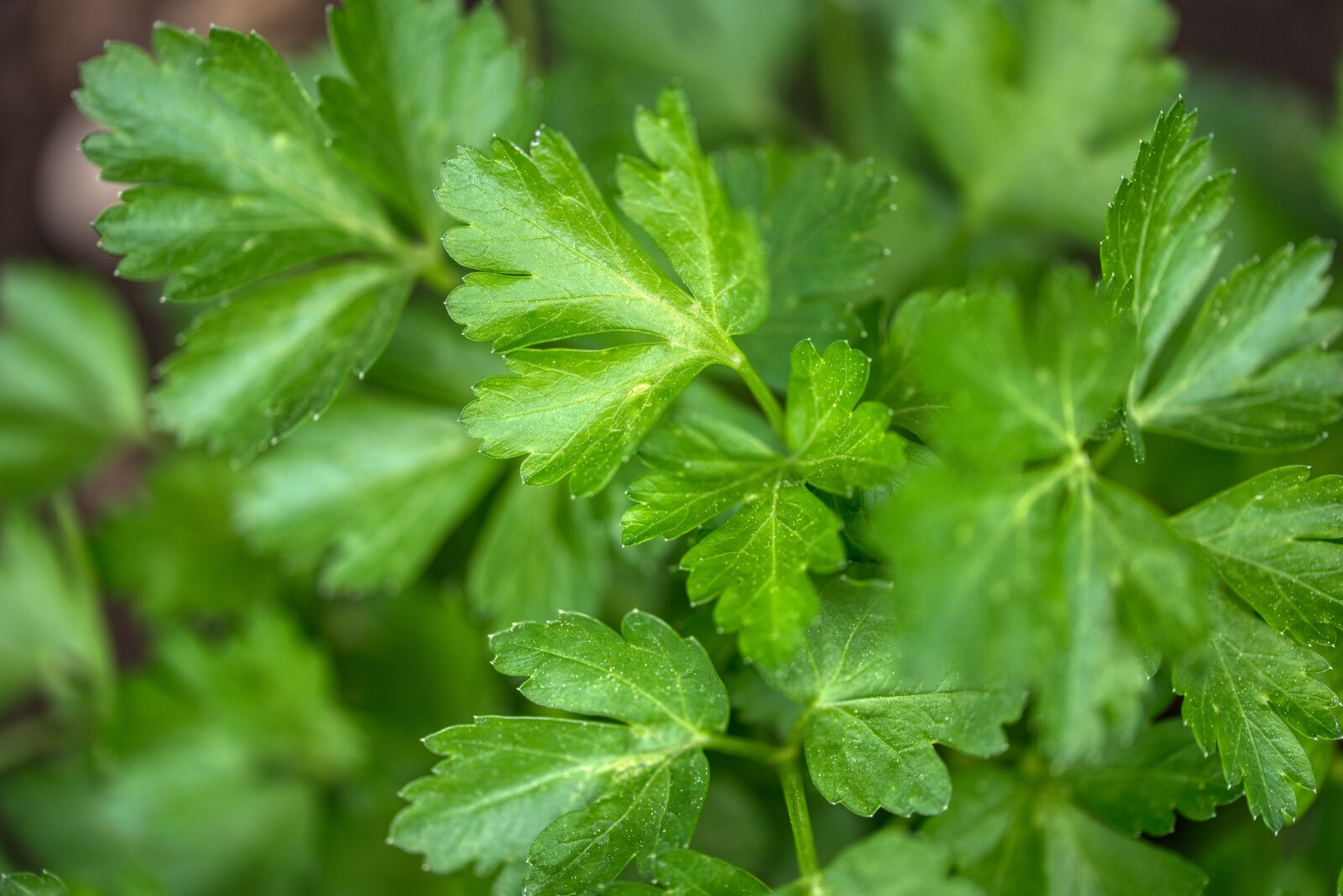 Nikon D750 sample photo. Parsley, peterle, peter green photography