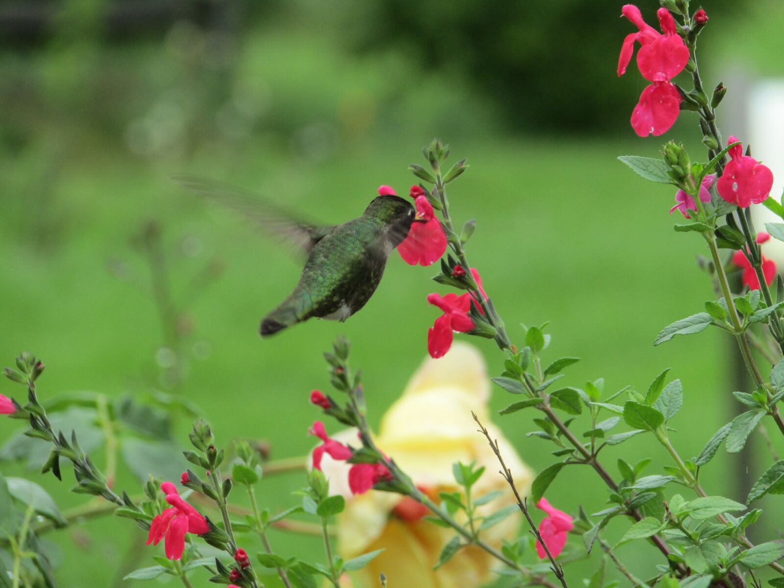 Canon PowerShot SX410 IS sample photo. Flowers, bird, hummingbird photography