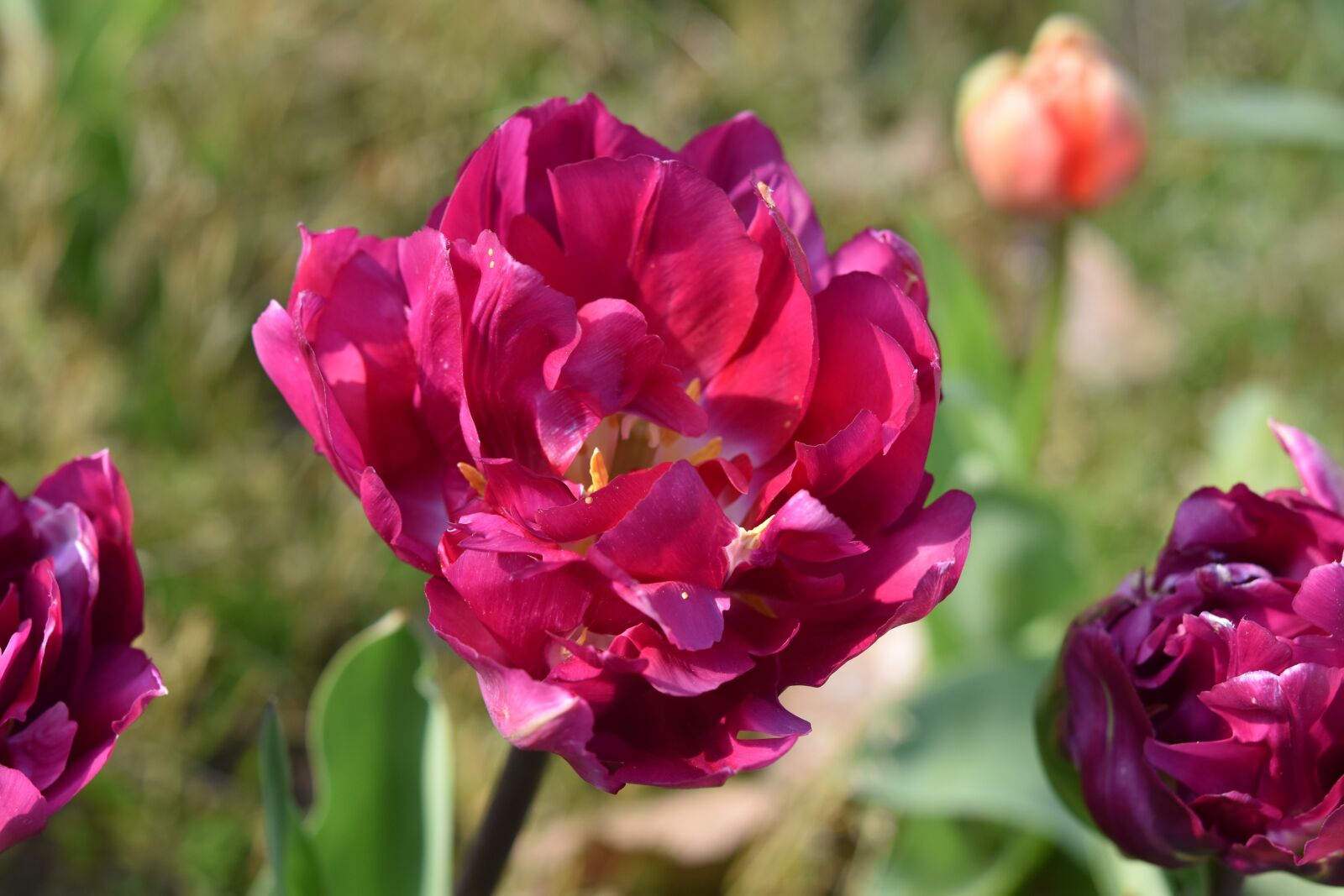Nikon D5600 sample photo. Flower, flowers, tulips photography