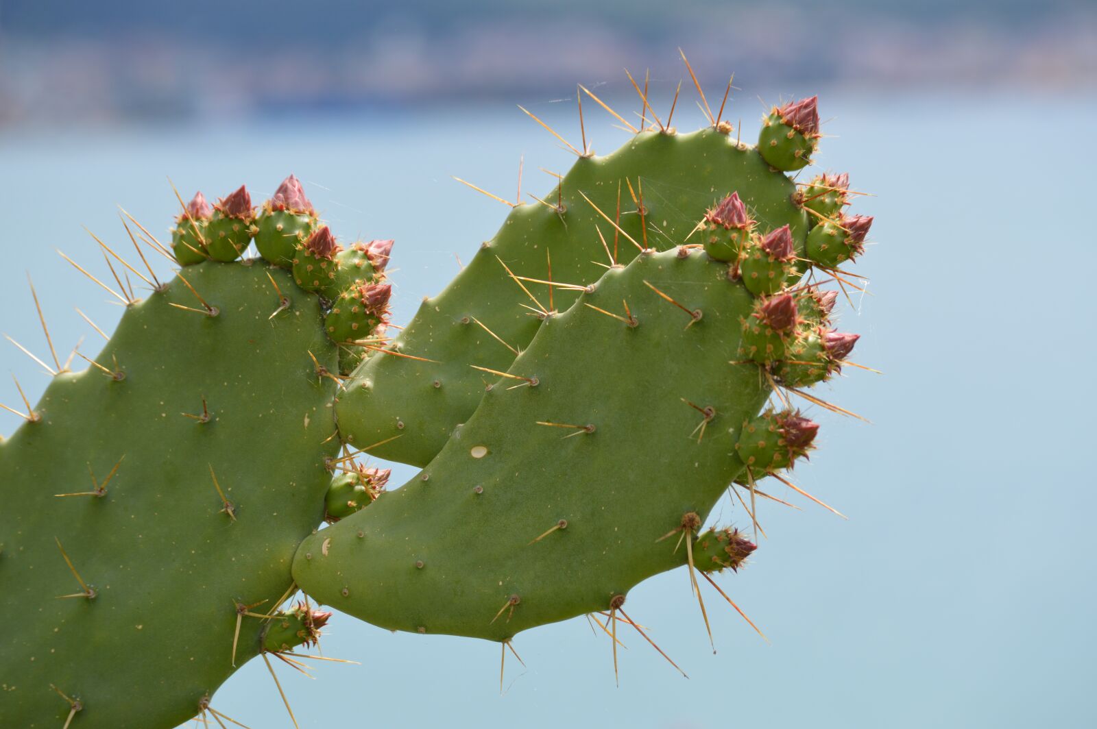 Nikon D3200 sample photo. Cactus, nature, green photography