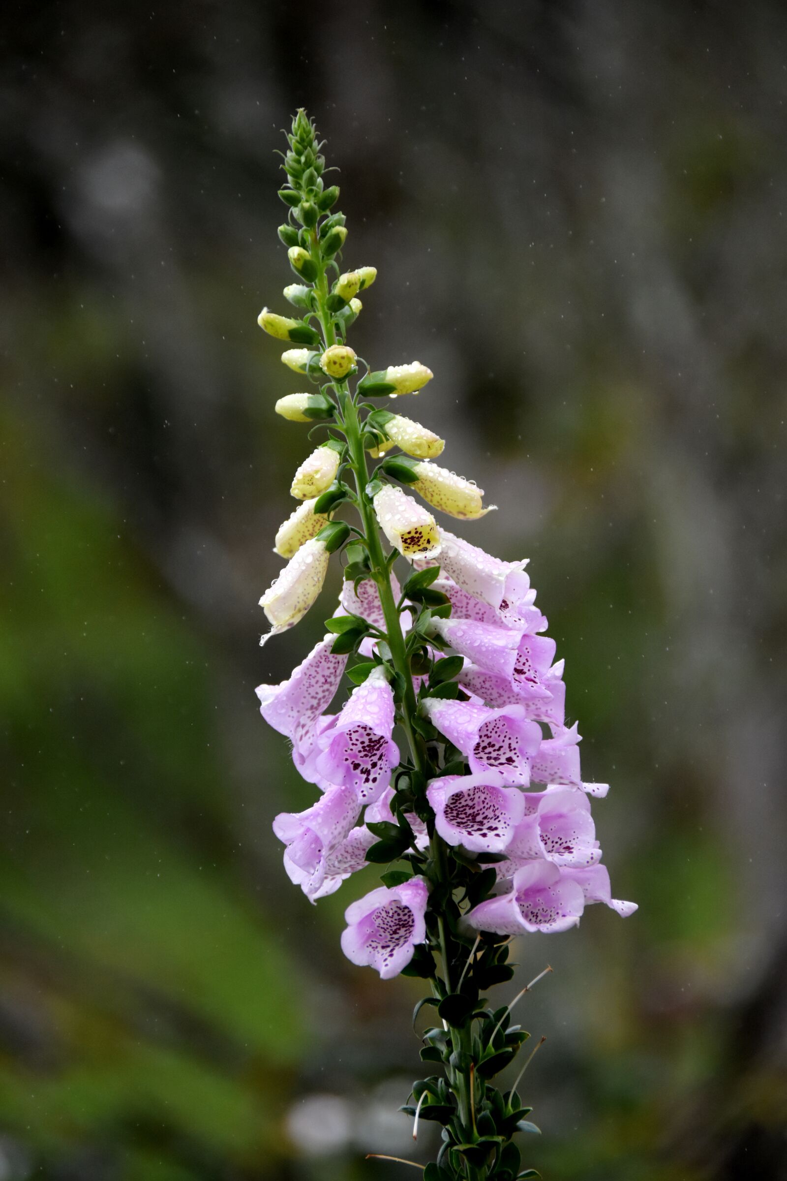 Nikon D7200 sample photo. Cymbidium, digitalis purpurea, image photography