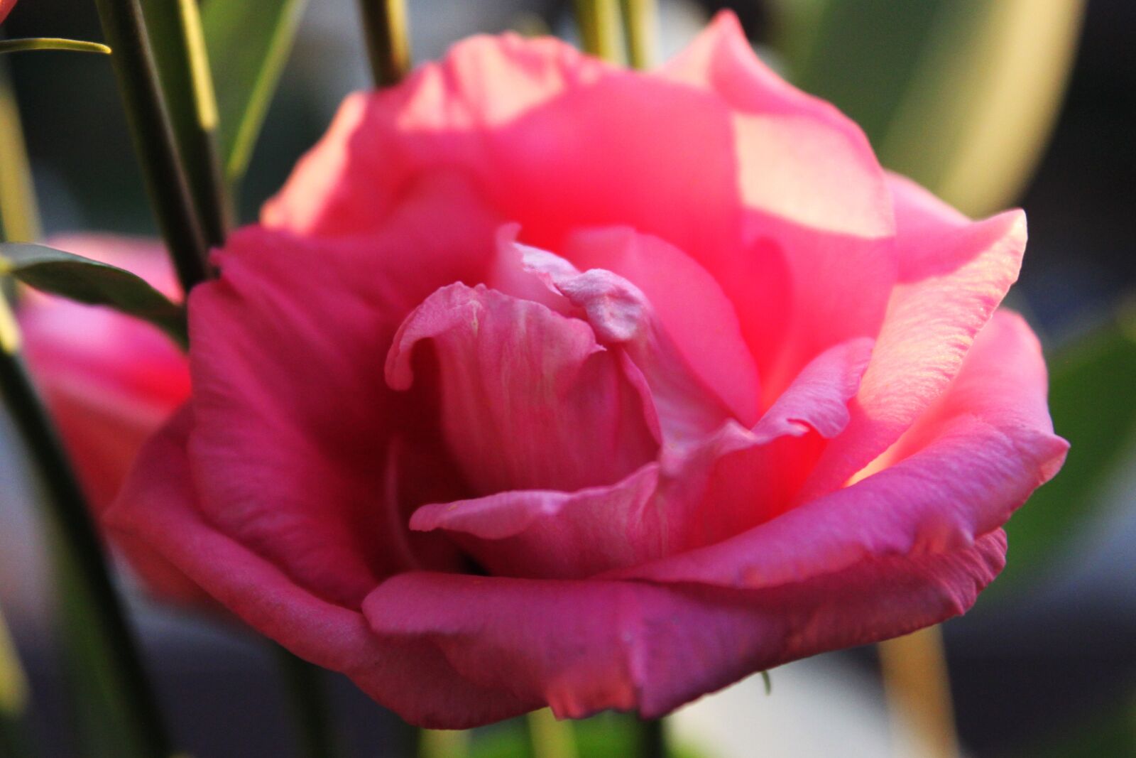 Canon EOS 500D (EOS Rebel T1i / EOS Kiss X3) sample photo. Rose, flower, summer photography