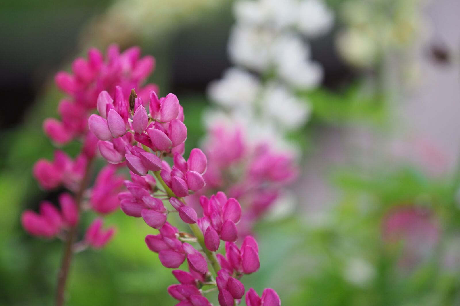 Olympus OM-D E-M1 Mark II + Olympus M.Zuiko Digital ED 40-150mm F2.8 Pro sample photo. Flowers, lotus, nature photography