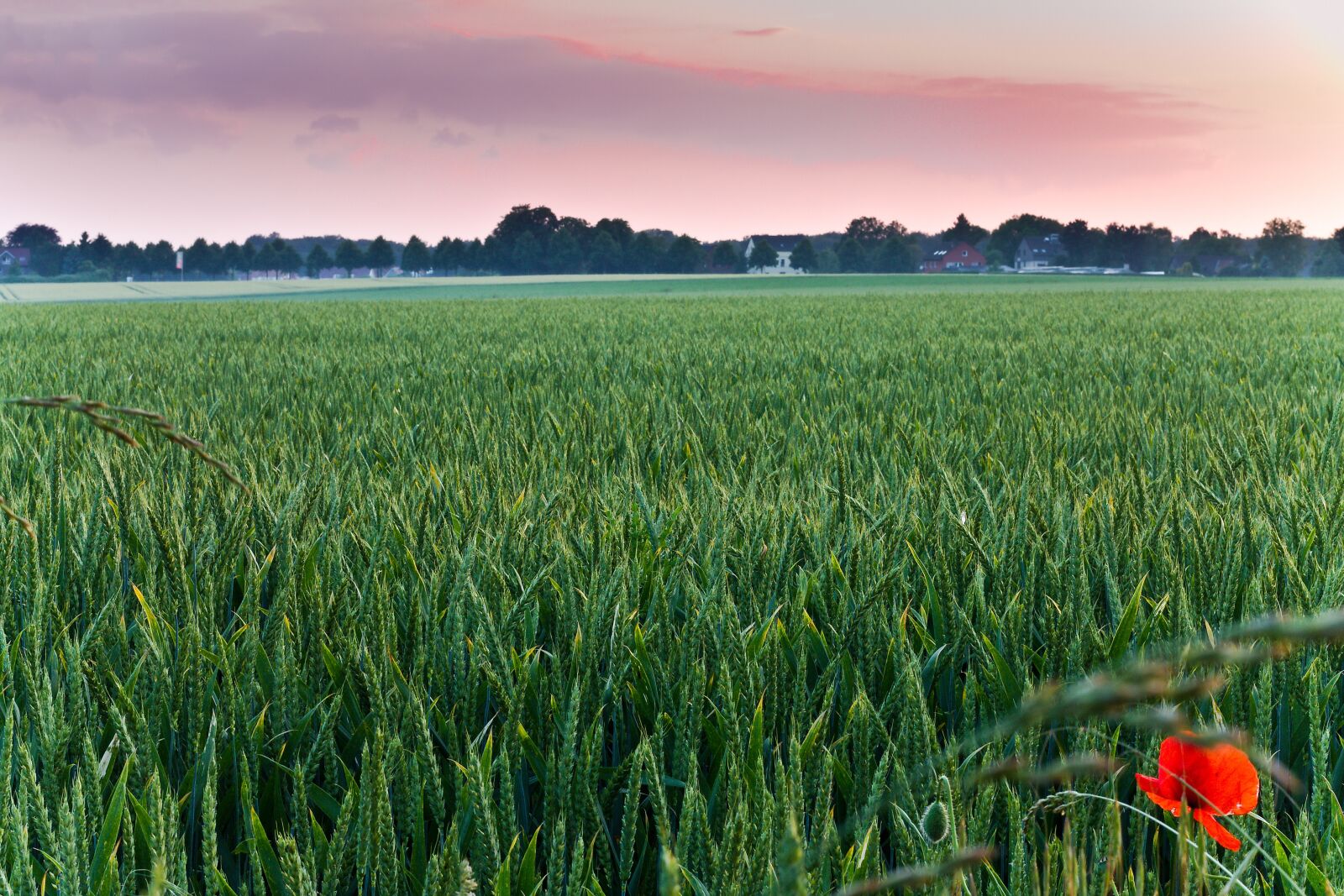 Canon EOS 1100D (EOS Rebel T3 / EOS Kiss X50) + Canon EF 50mm F1.8 STM sample photo. Field, wheat, evening photography