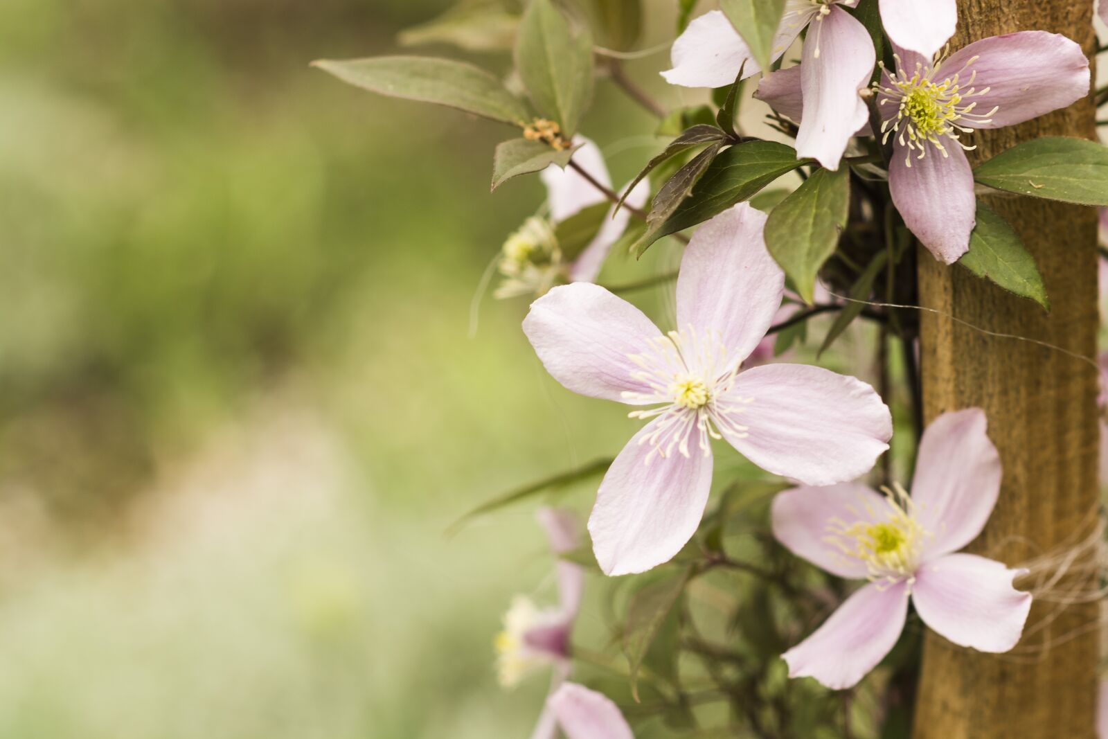 Nikon D7100 sample photo. Flowers, nature, close up photography