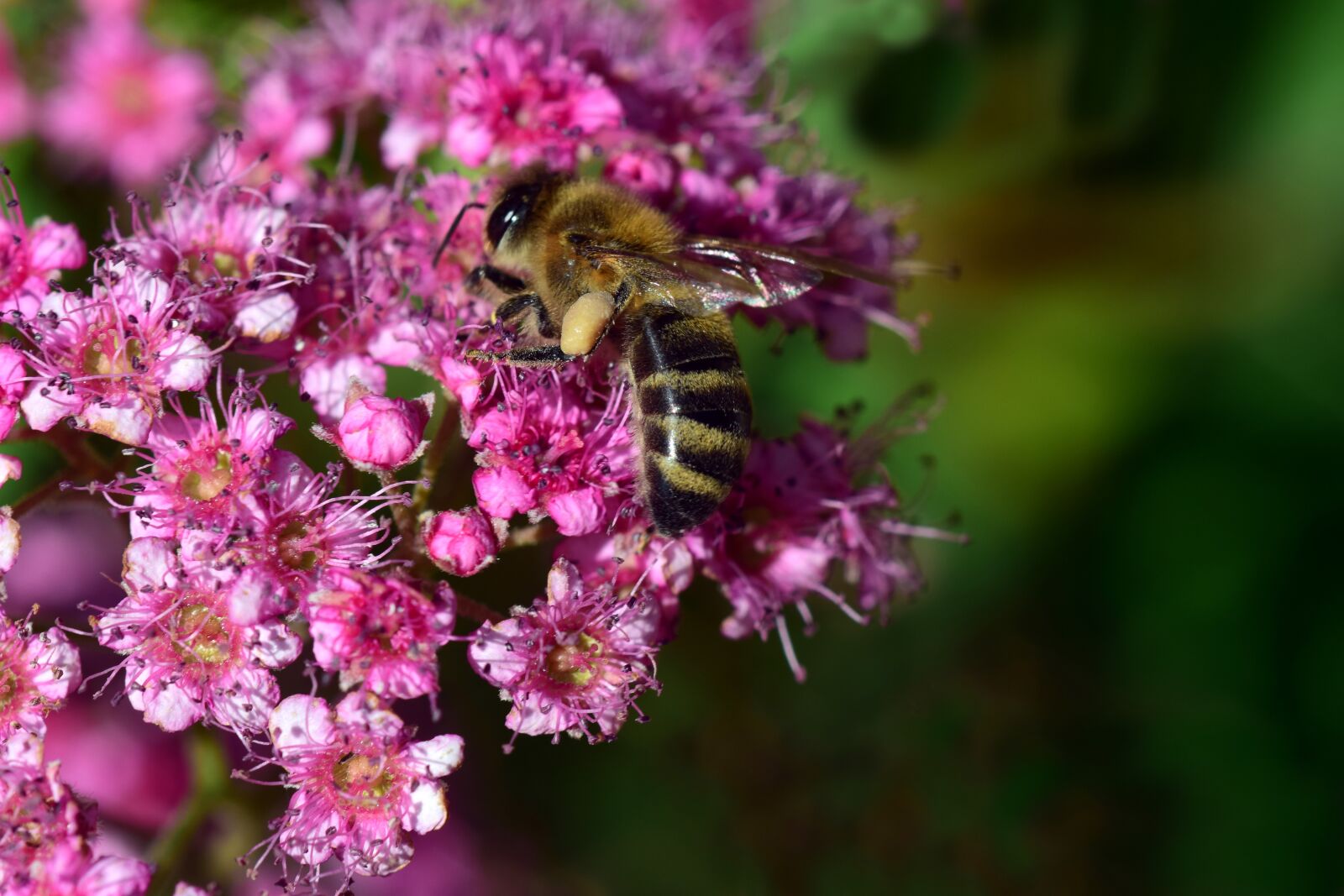 Nikon D3300 sample photo. Bee, collect, spierstrauch photography