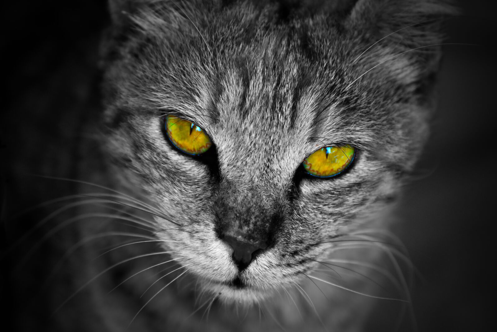 Nikon D750 sample photo. Cat, portrait, staring photography