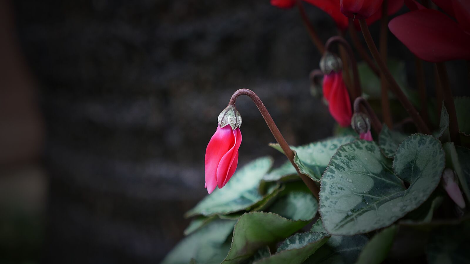 Panasonic Lumix DMC-GH4 sample photo. Flower, flora, nature photography