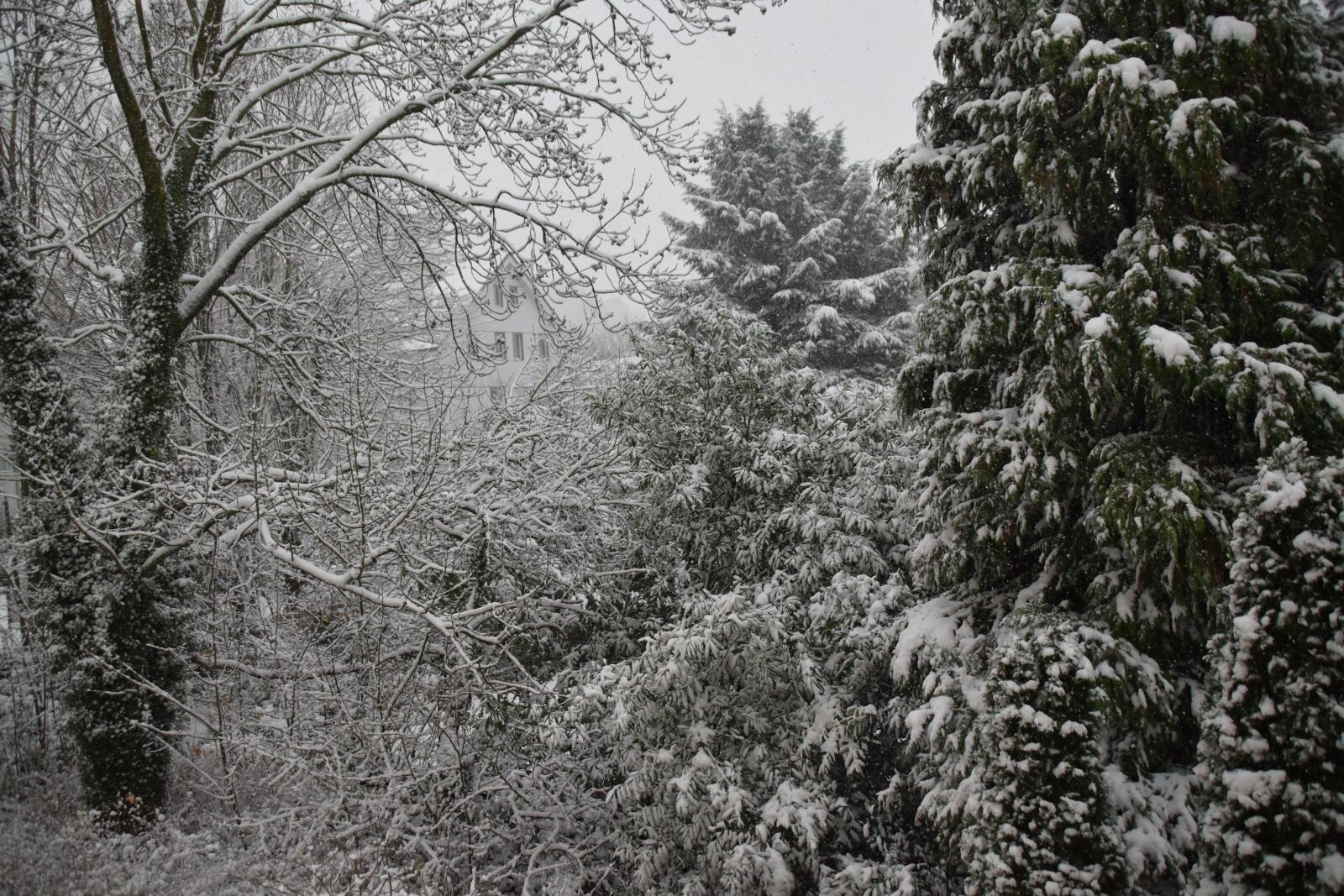 Nikon D5300 sample photo. Winter, tree, snow photography