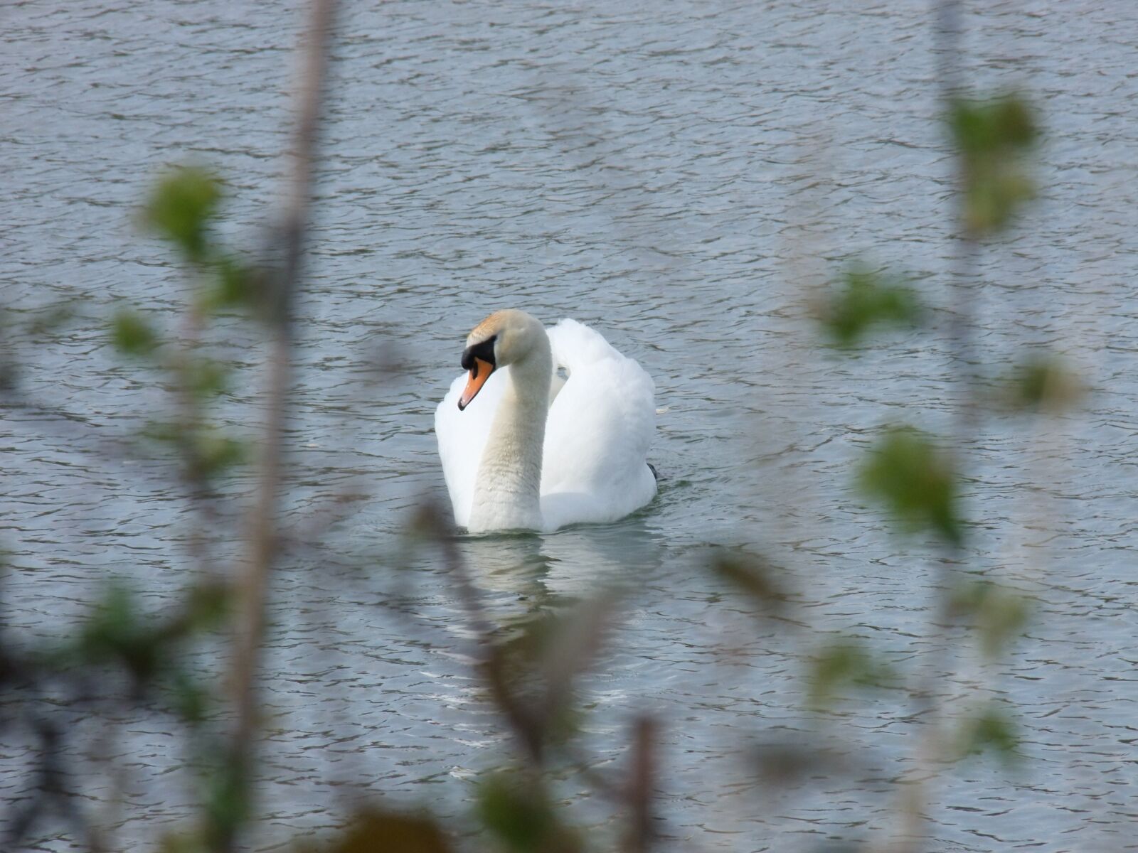 FujiFilm FinePix S200EXR (FinePix S205EXR) sample photo. Swan, reservoir, park photography