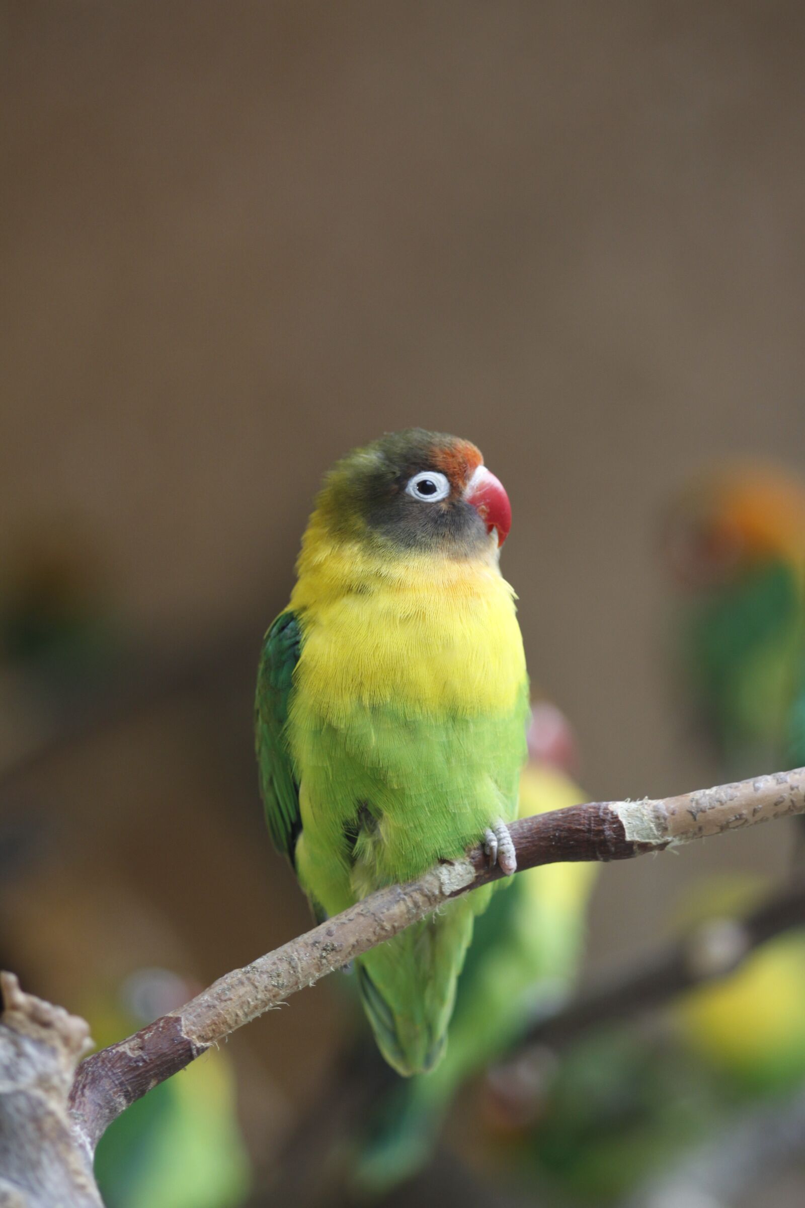 Canon EOS 50D sample photo. Bird, animal world, nature photography
