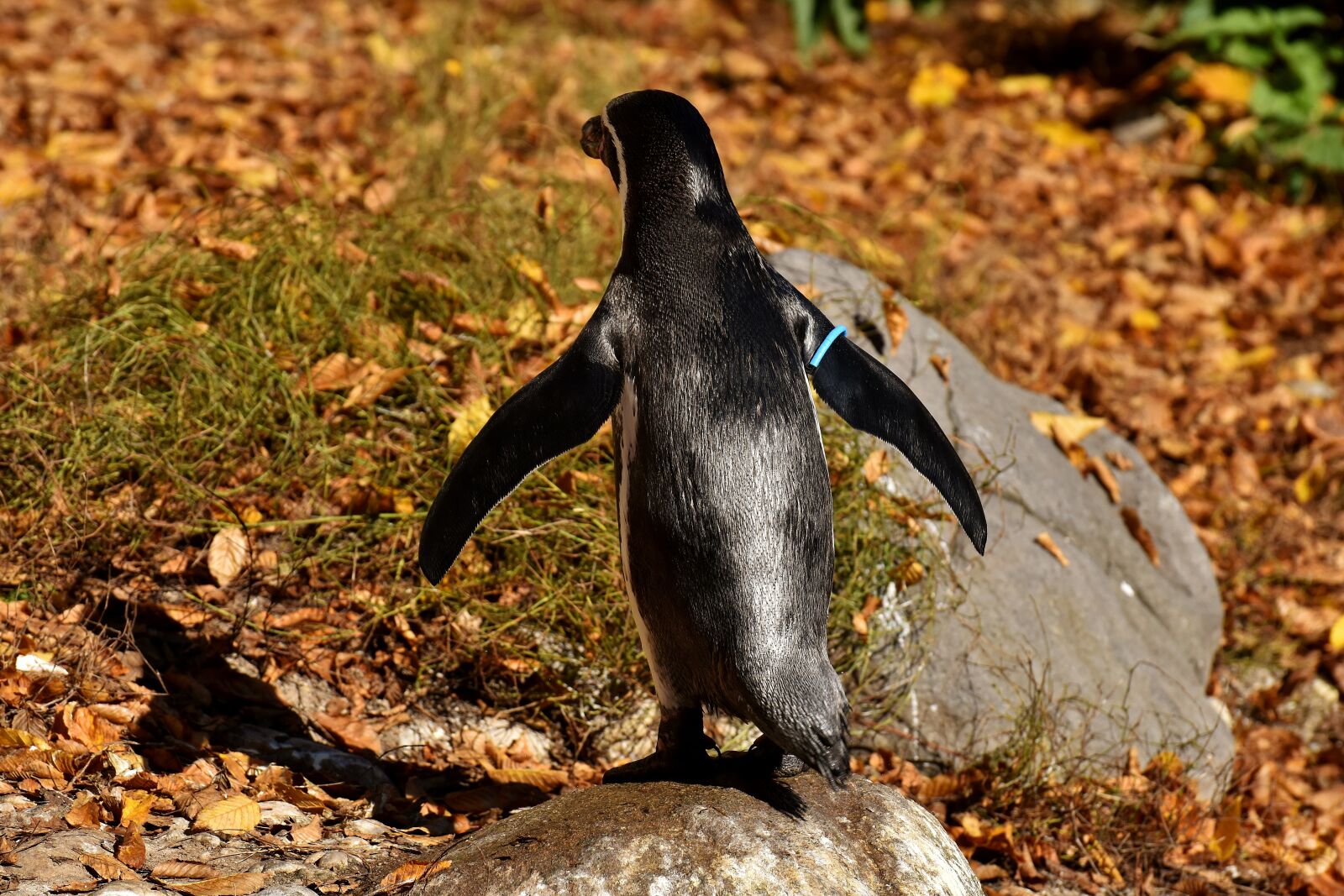 Nikon D7200 sample photo. Penguin, animal, animal world photography