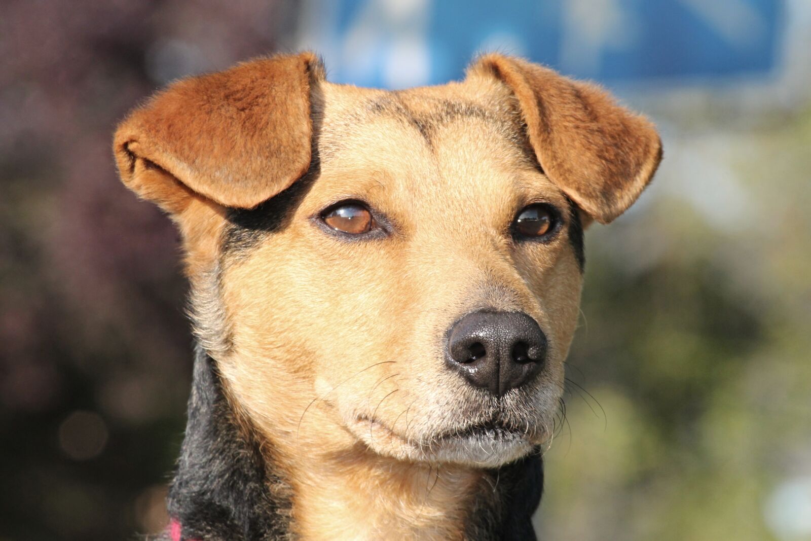 Canon EOS 1100D (EOS Rebel T3 / EOS Kiss X50) sample photo. Dog, hybrid, male photography