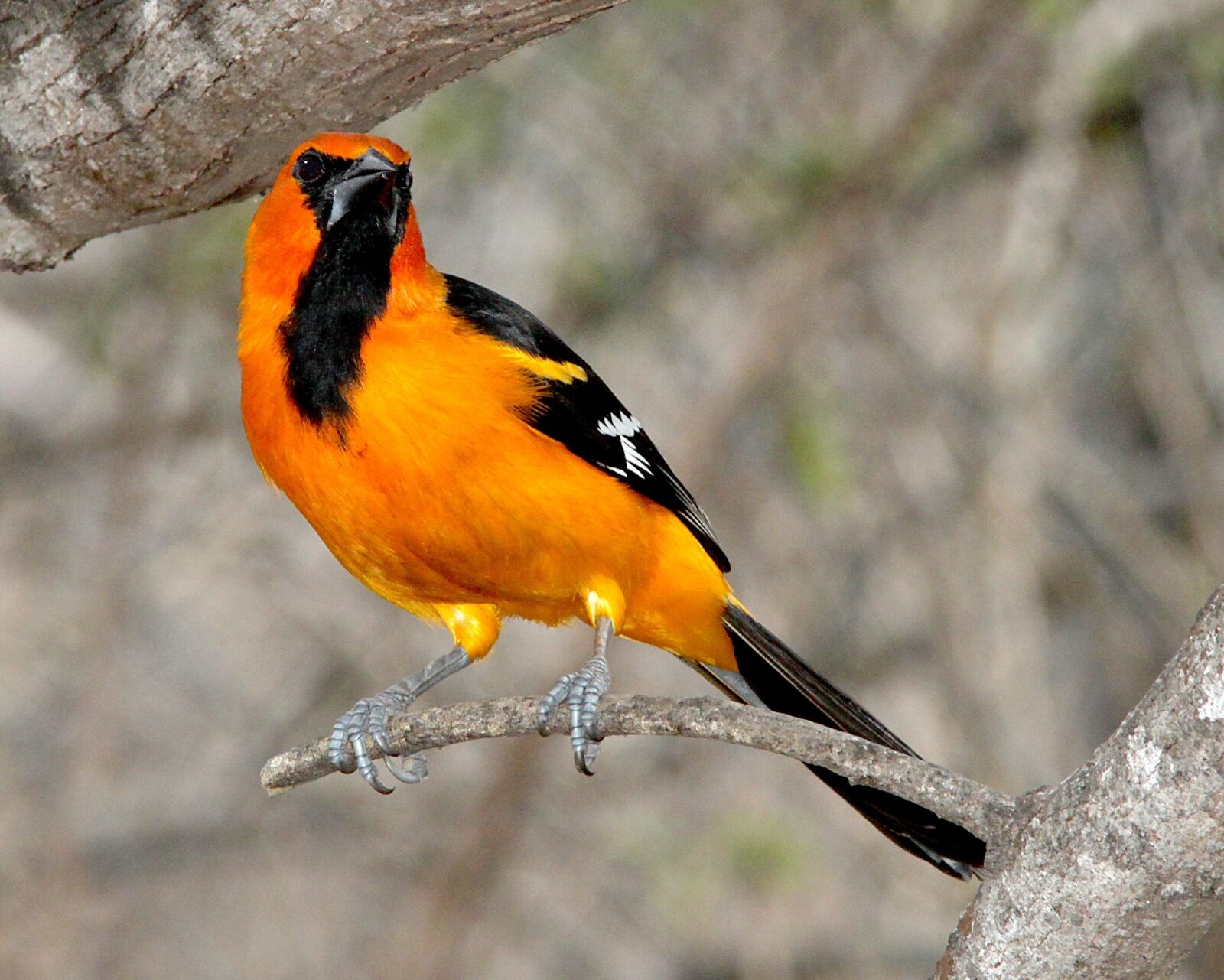 Canon EOS 500D (EOS Rebel T1i / EOS Kiss X3) sample photo. Altamira oriole, bird, perched photography