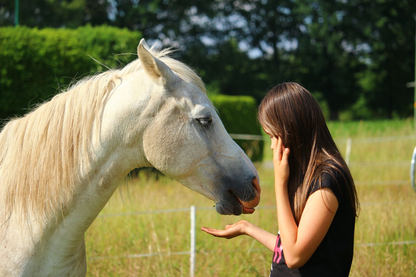 Canon EOS 100D (EOS Rebel SL1 / EOS Kiss X7) sample photo. Horse, mold, stallion photography