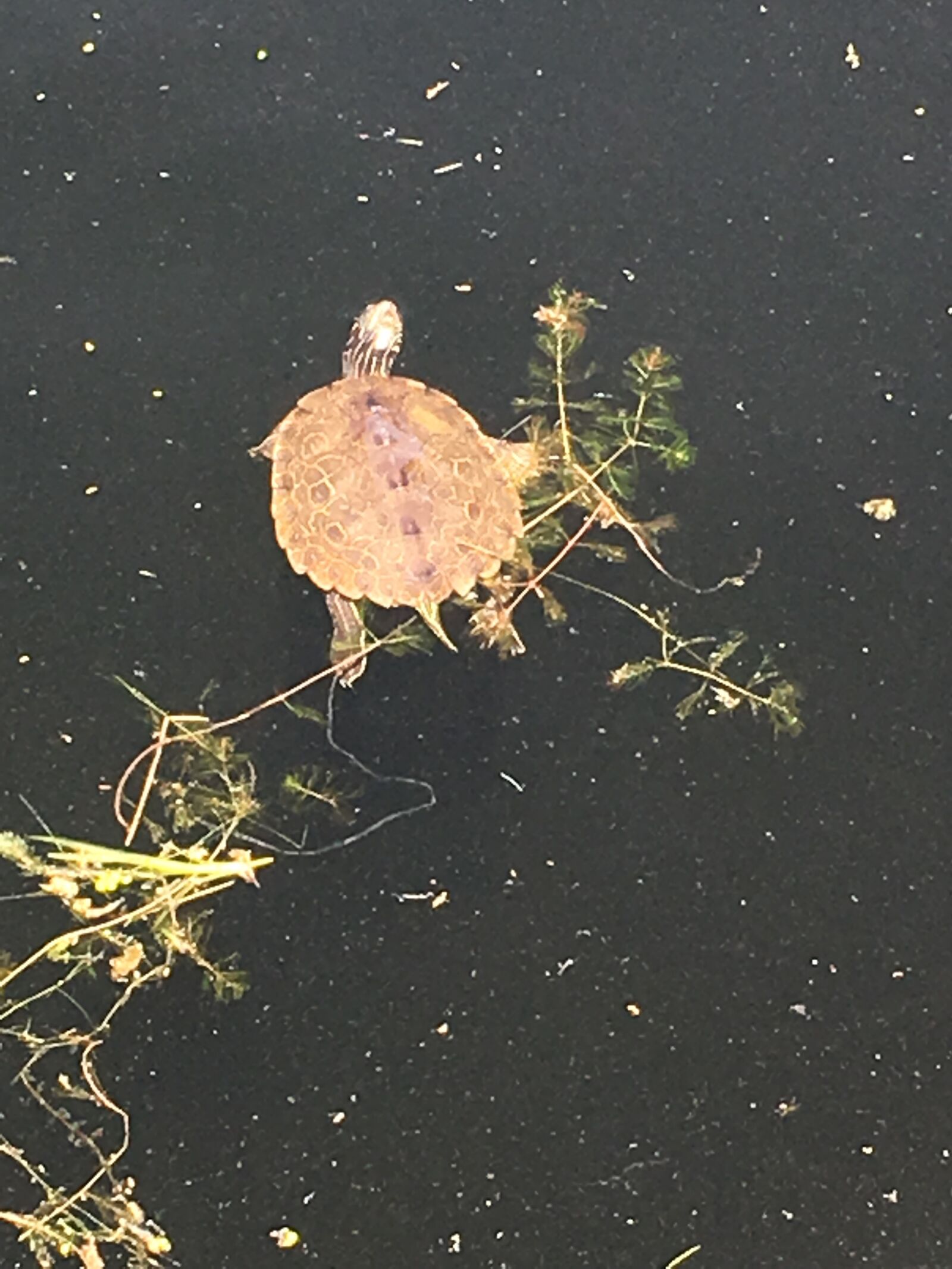 iPhone 6s back camera 4.15mm f/2.2 sample photo. Turtle, lake, nature photography