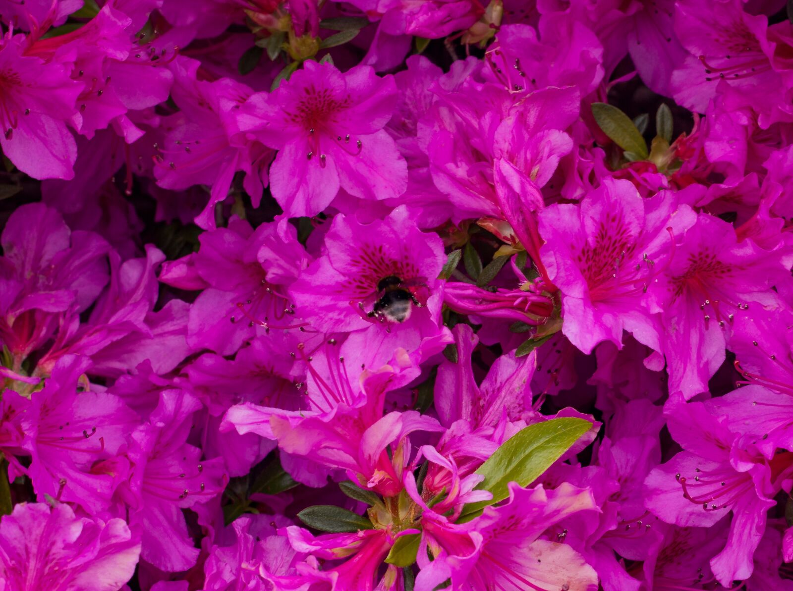 Canon EOS 700D (EOS Rebel T5i / EOS Kiss X7i) + Canon EF 50mm f/1.8 sample photo. Hummel, purple, flower photography