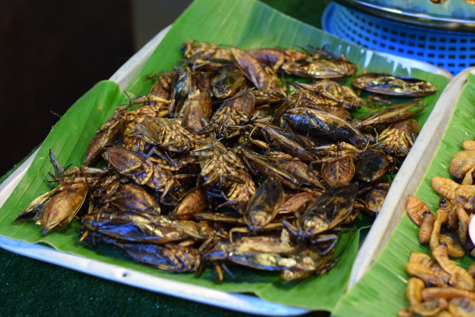 Nikon D3300 sample photo. Bugs, thailand, insect photography