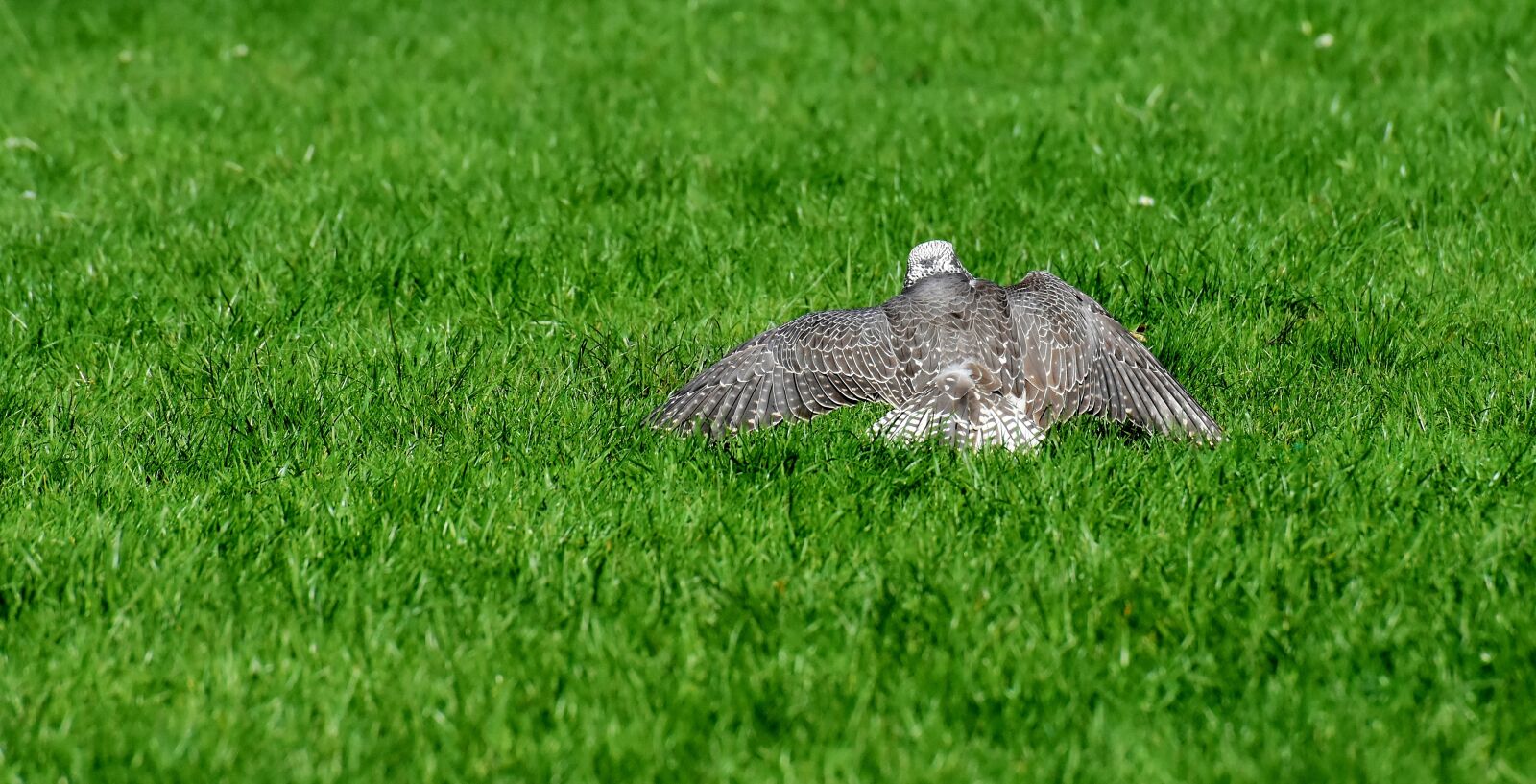 Nikon D7200 sample photo. Falcon, bird of prey photography