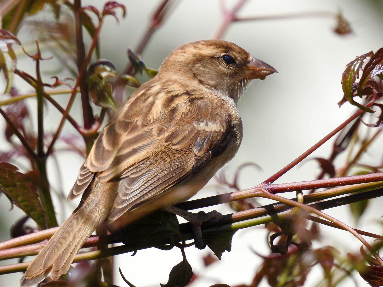 Nikon Coolpix P900 sample photo. Sparrow, garden, nature photography