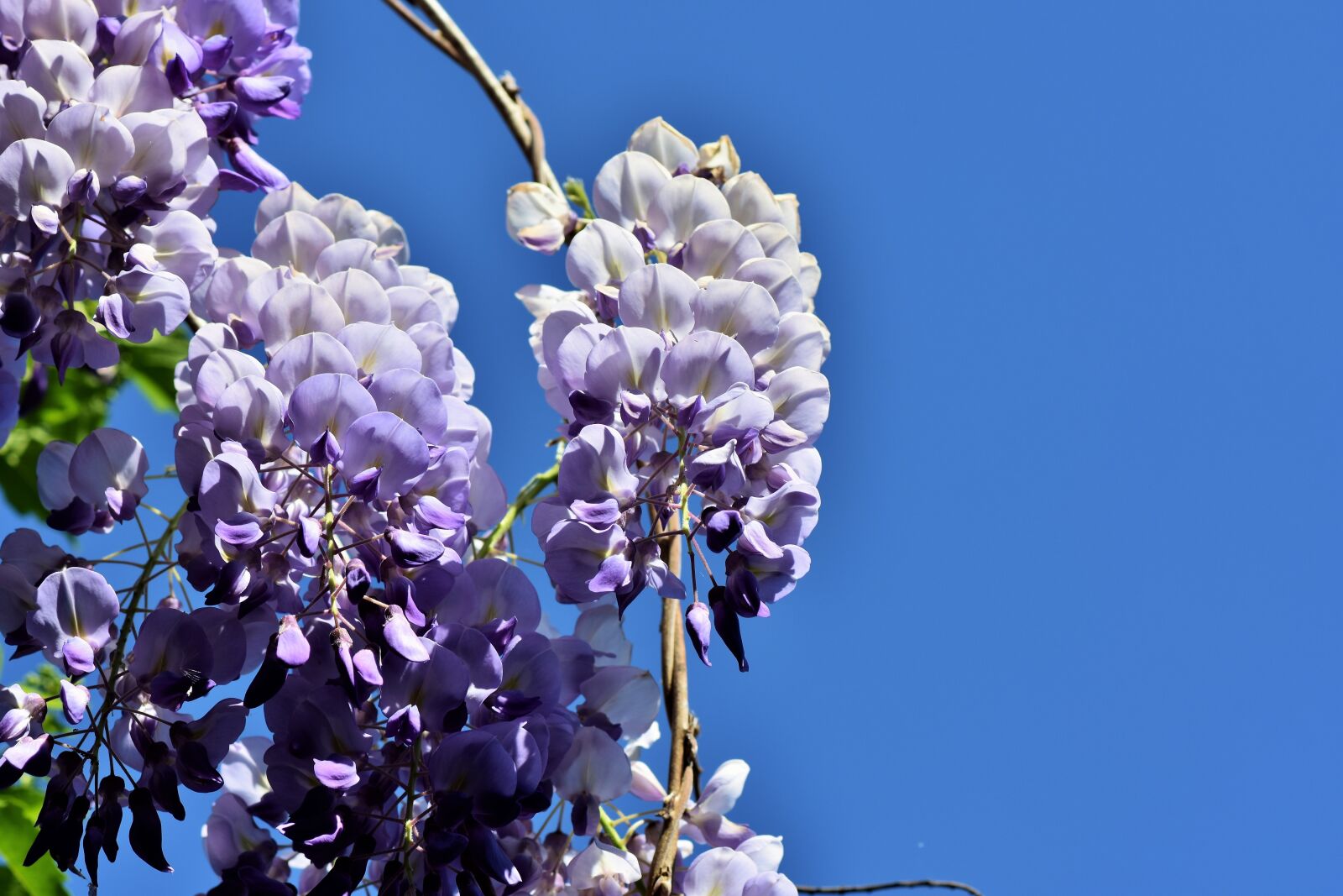 Nikon D7200 sample photo. Blue rain, flower, violet photography