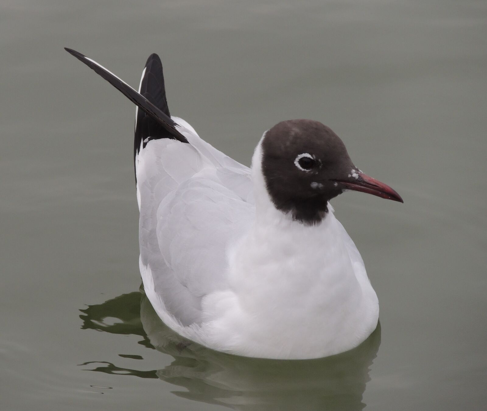 Nikon Coolpix P510 sample photo. Bonaparte's gull, gull, bird photography