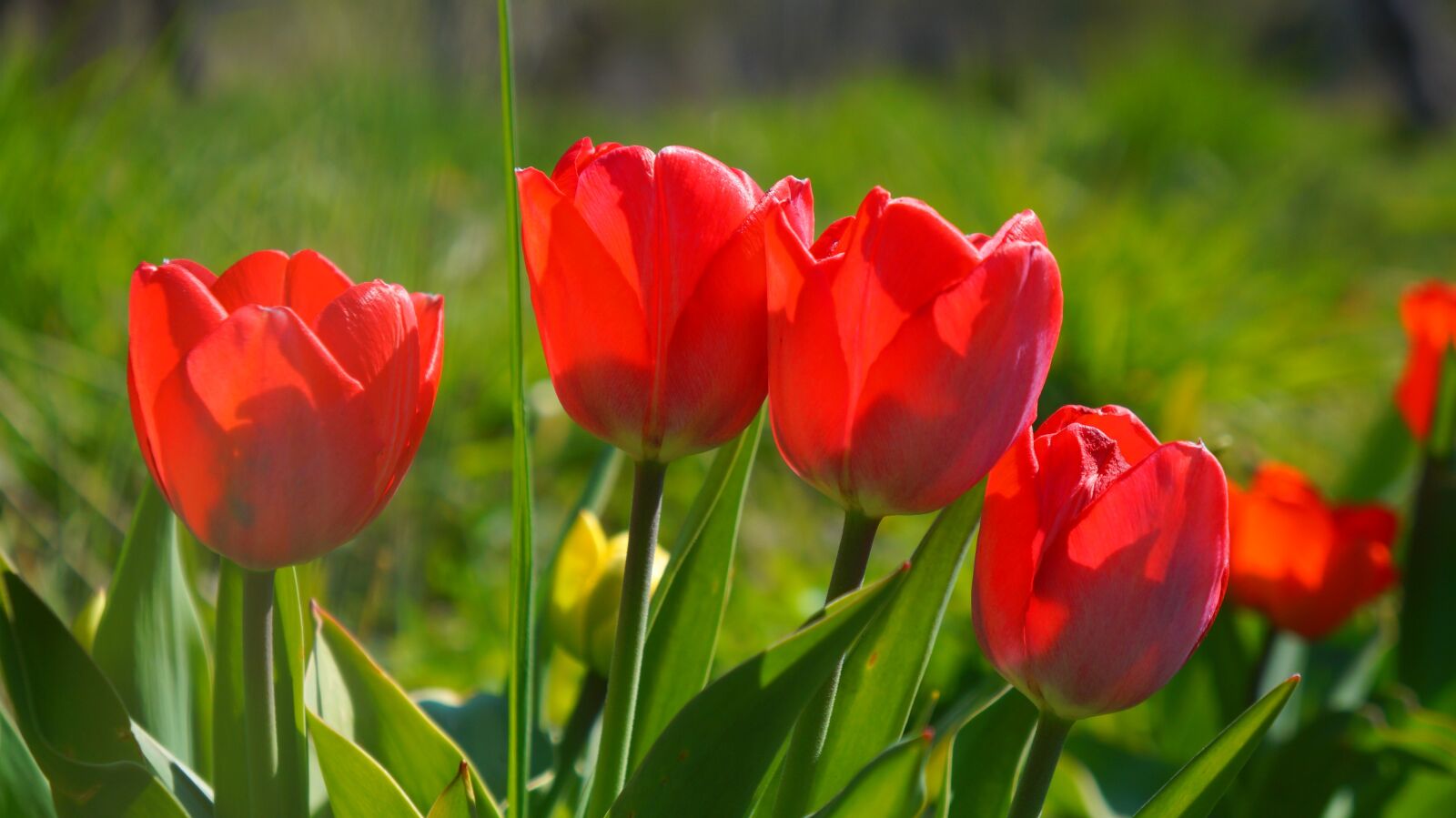 Sony Alpha a3000 sample photo. Nature, plants, flowers photography
