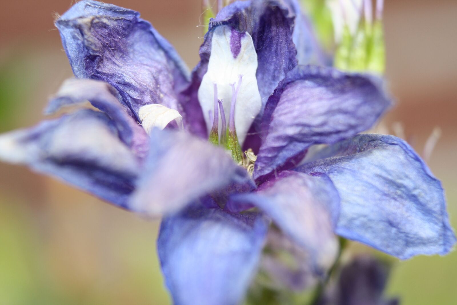 Canon EOS 1000D (EOS Digital Rebel XS / EOS Kiss F) sample photo. Flower, purple, garden photography