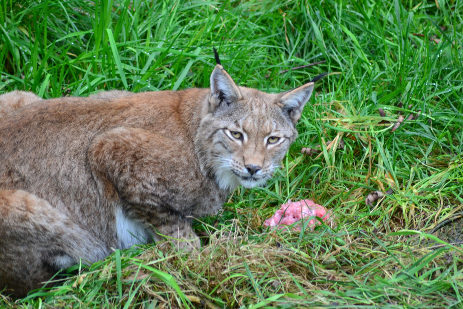 Nikon D3100 sample photo. Animal, park, carnivorous, close photography