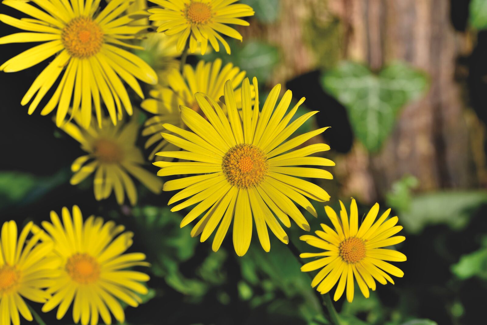 Nikon D7200 sample photo. Balkan-gemswurz, doronicum orientale, caucasus photography