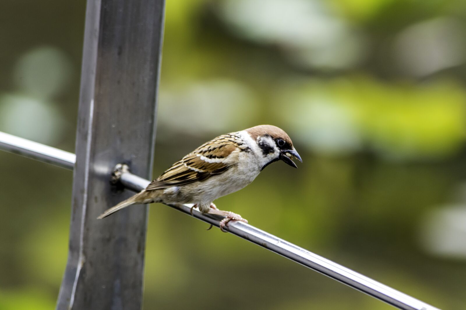 Nikon D5500 sample photo. Outdoors, bird, nature photography