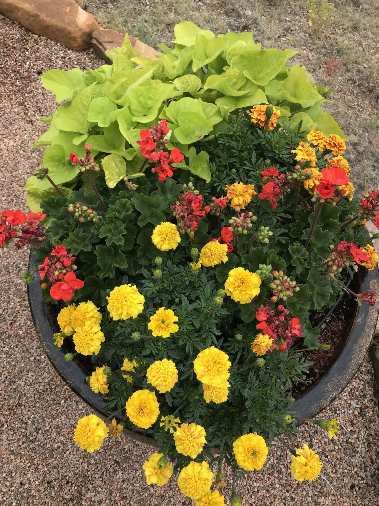 iPhone 7 Plus back dual camera 3.99mm f/1.8 sample photo. Flowers, pot plant, pot photography