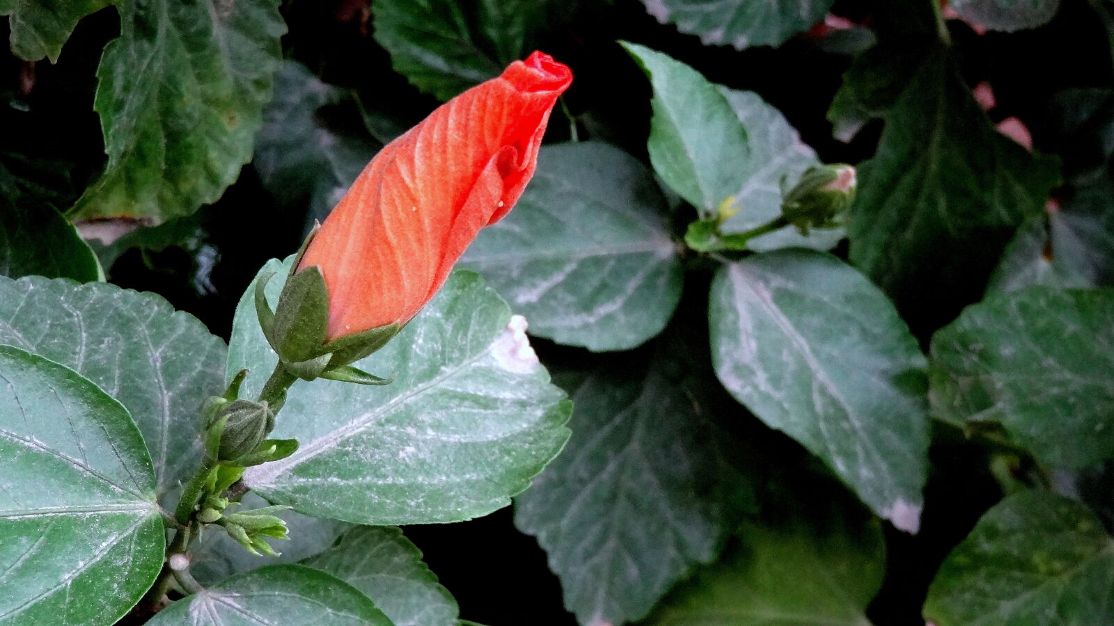Sony Cyber-shot DSC-HX9V sample photo. Close, up, of, leaves photography