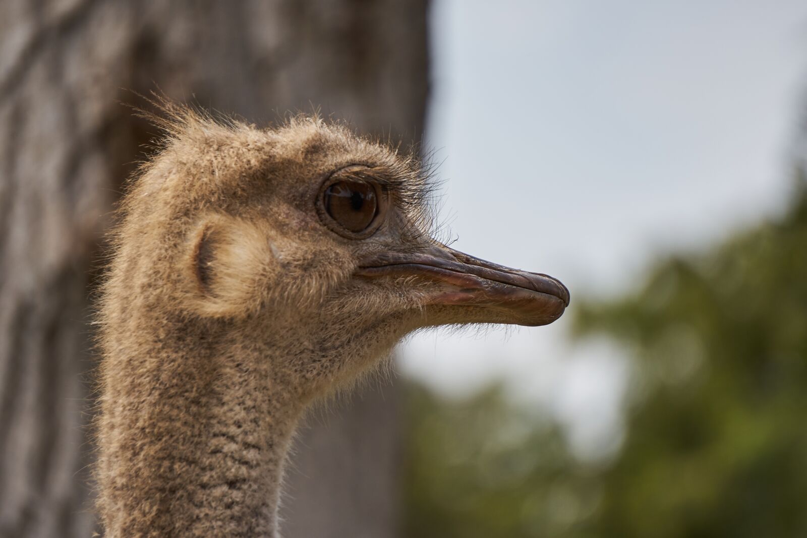 Sony a7 + Sony E 55-210mm F4.5-6.3 OSS sample photo. Ostrich, ave, peak photography