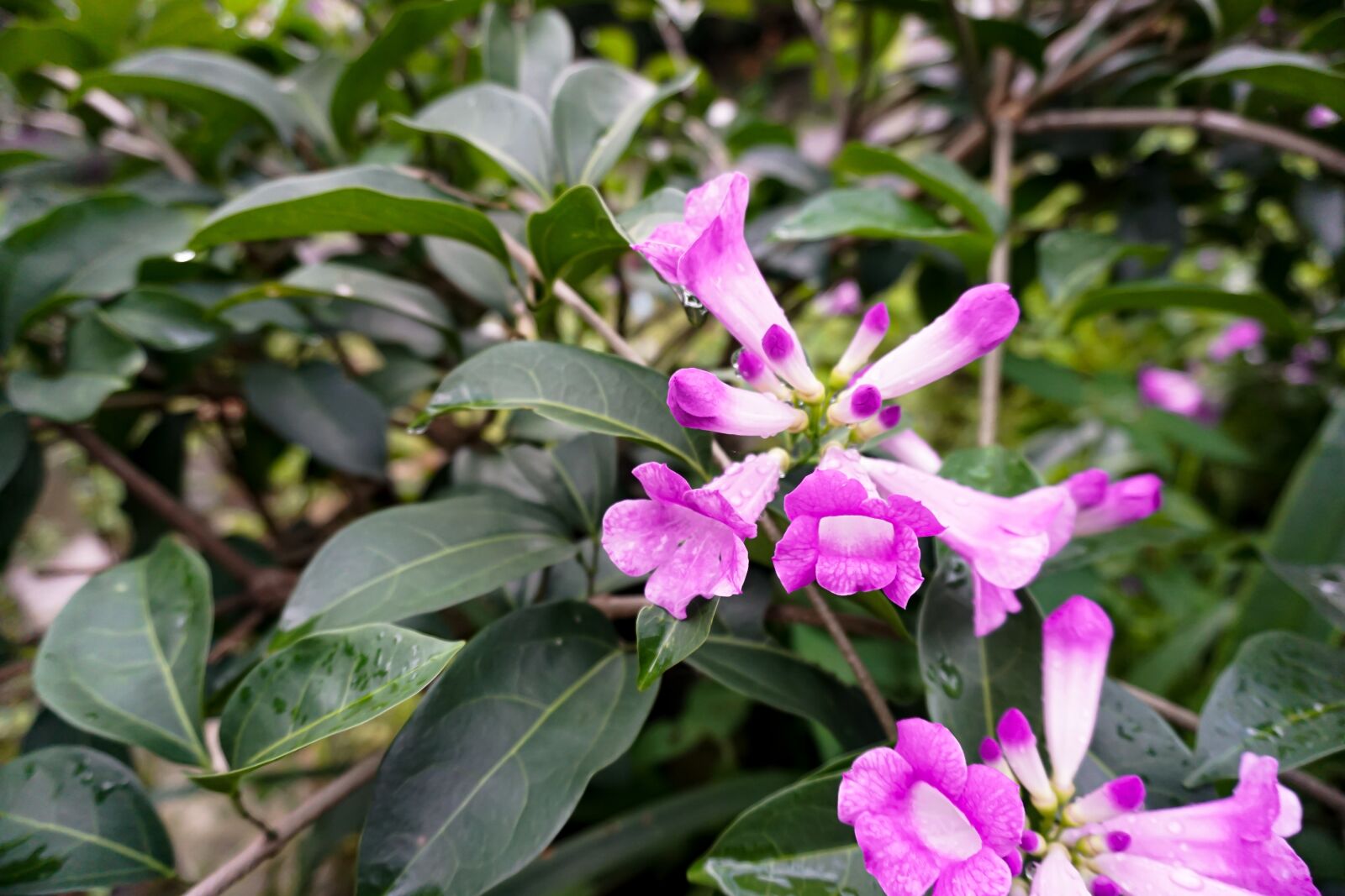 Sony a6000 sample photo. Flowers, garden, nature photography