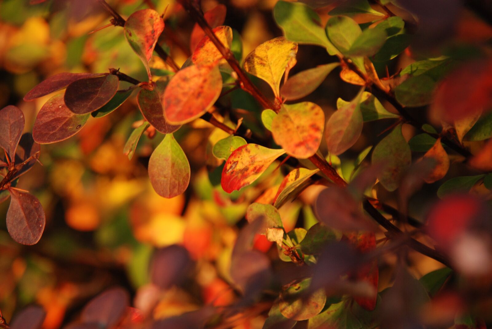 Nikon D80 sample photo. Autumn, sheet, leaves photography