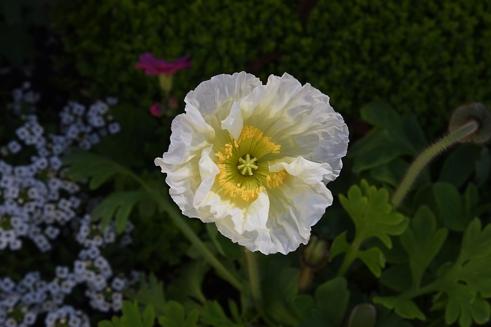 Nikon D750 sample photo. Flower, petals, leaves photography