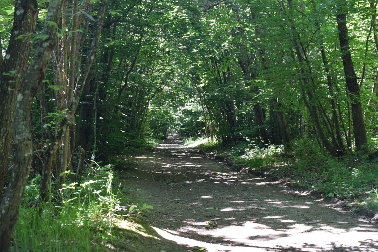 Nikon D5300 sample photo. Path, forest, nature photography