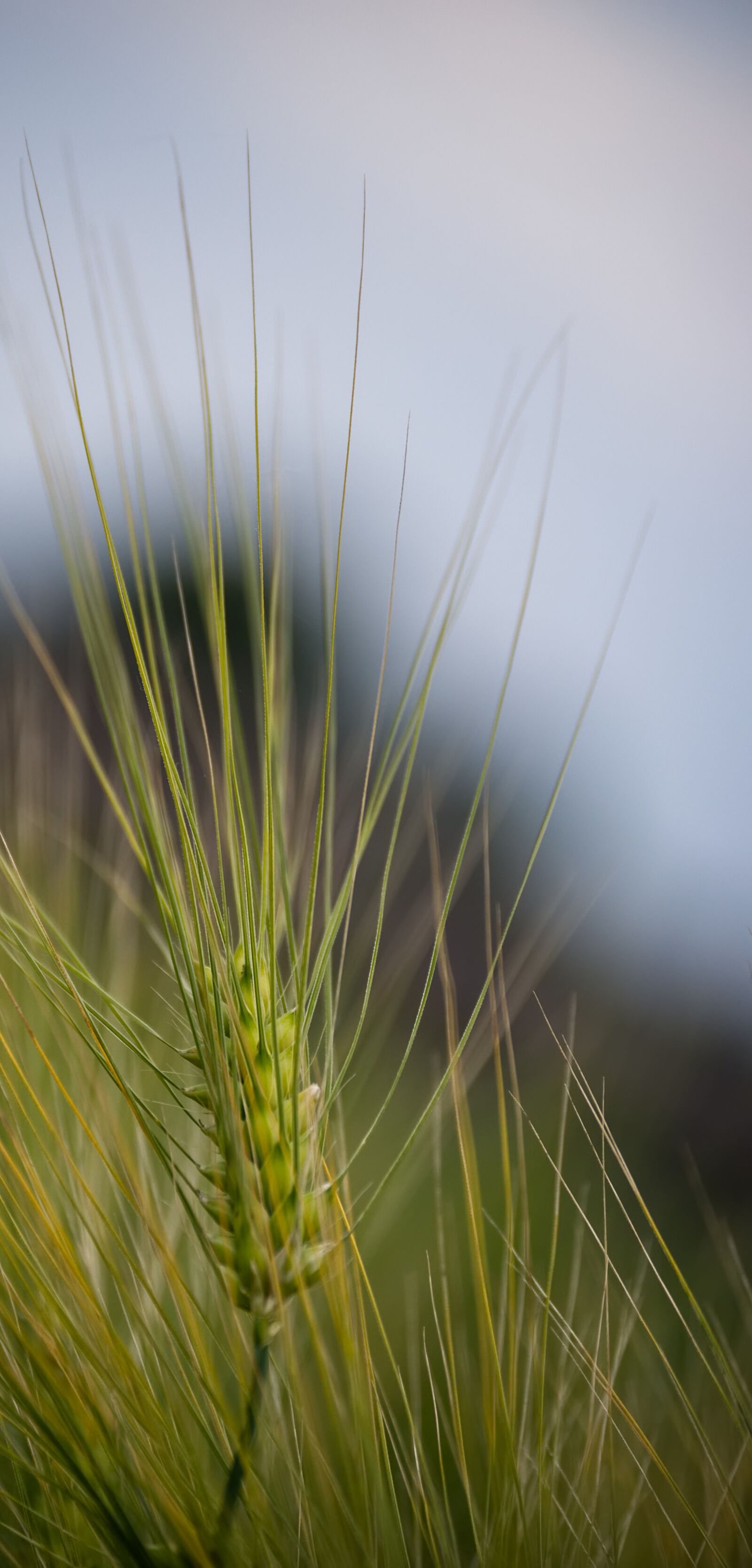 Nikon D3100 sample photo. Wheat, cereals, field photography
