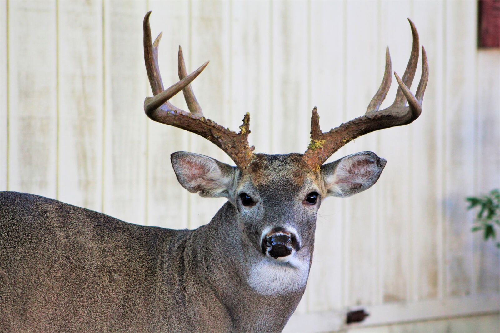 Canon EOS 60D sample photo. Deer, buck, bucks photography