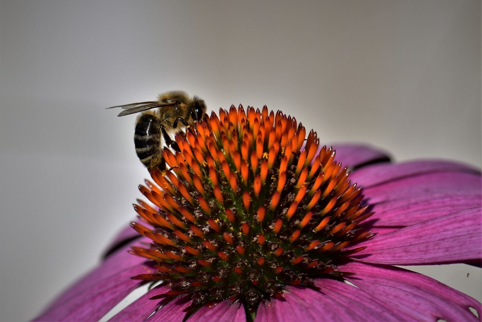 Nikon D5500 sample photo. Echinacea, bee, blossom photography