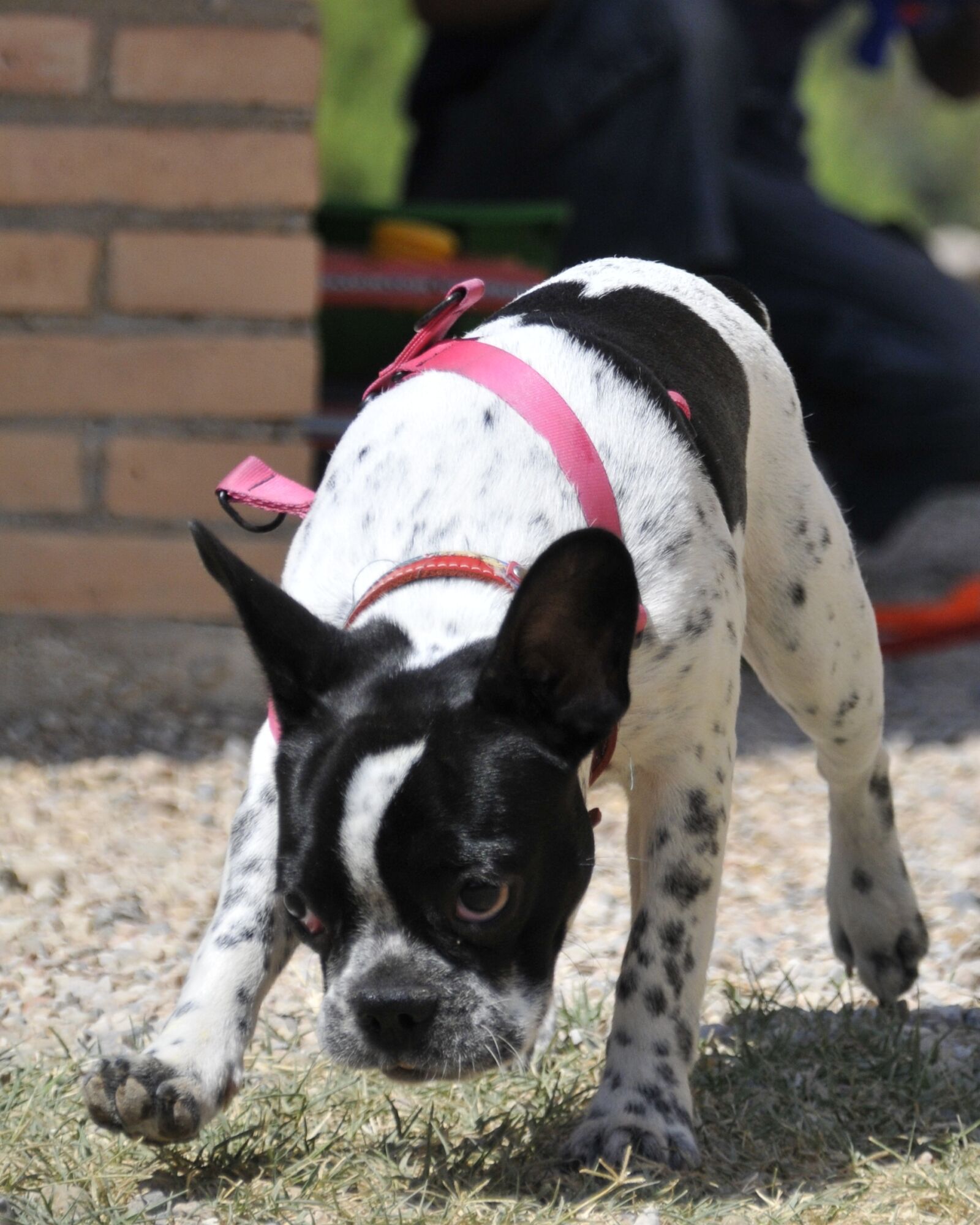 Nikon D300 sample photo. French bulldog, dog, pet photography