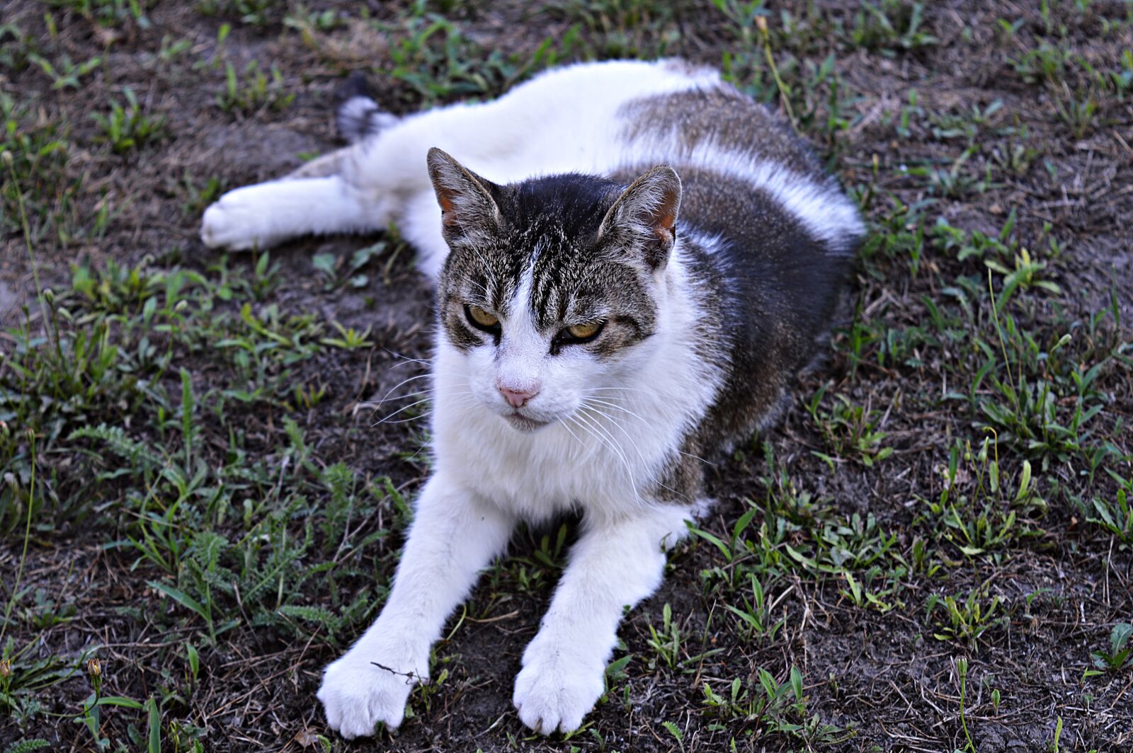 Nikon D3200 sample photo. Cat, tabby, domestic cat photography