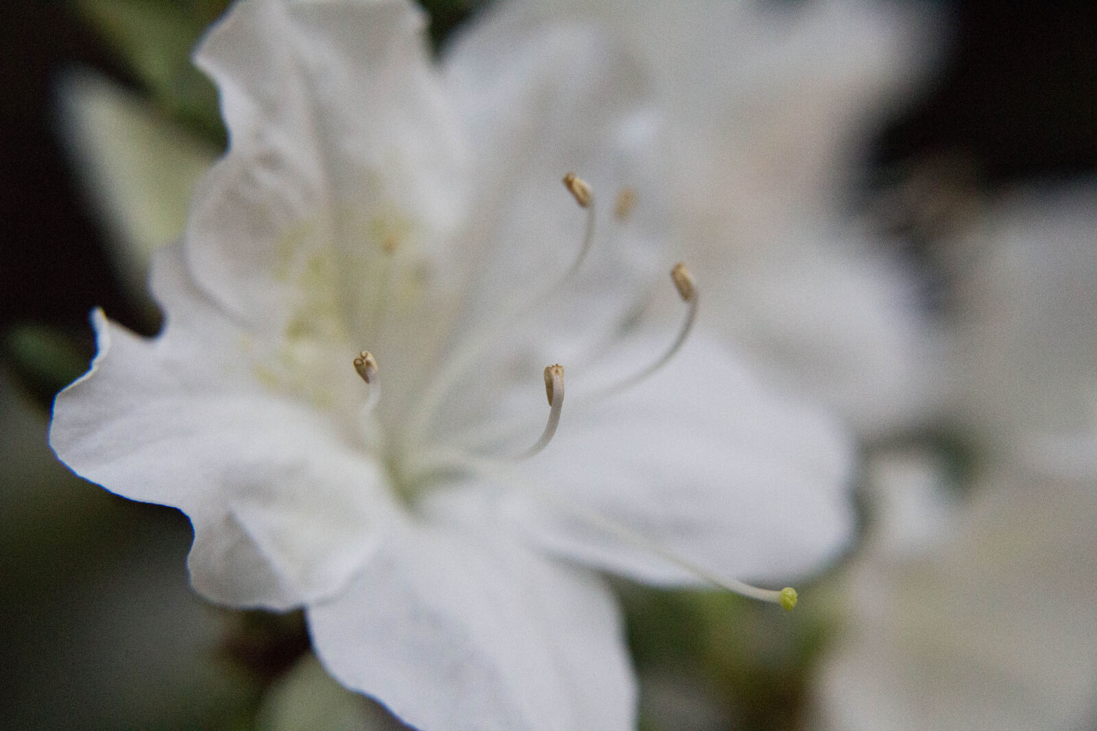 Canon EOS 700D (EOS Rebel T5i / EOS Kiss X7i) sample photo. Flower photography